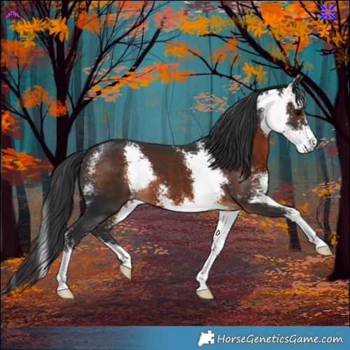 Horse Color:Brown Sabino