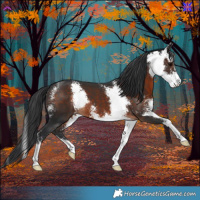 Horse Color:Brown Sabino 
