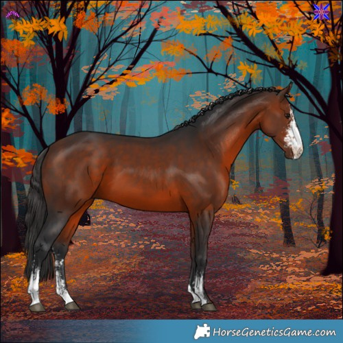 Horse Color:Bay Sabino 
