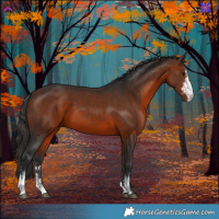 Horse Color:Bay Sabino