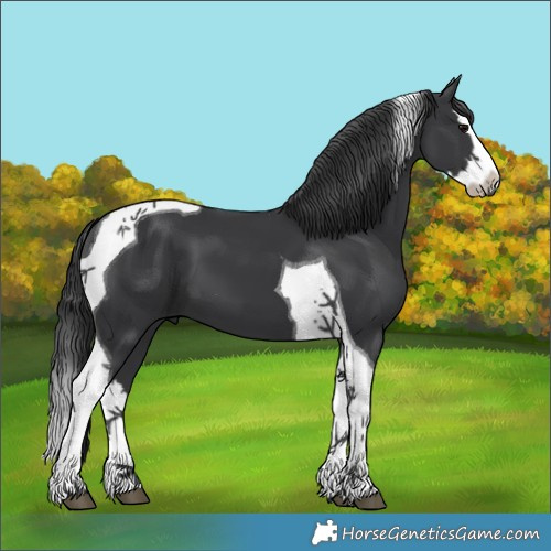 Horse Color:Black Splash Tobiano 
