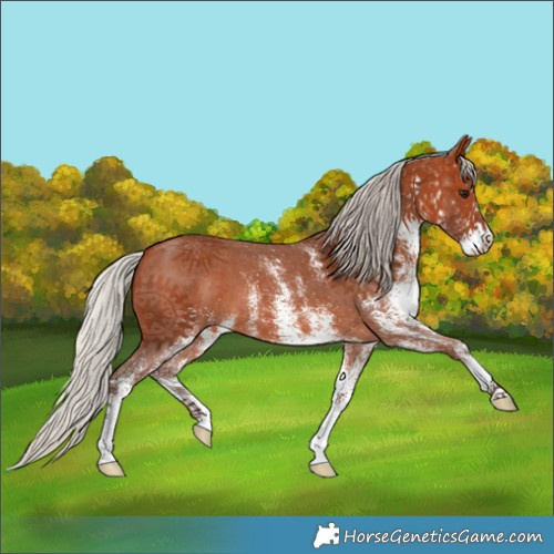 Horse Color:White Spotted Silver Bay 