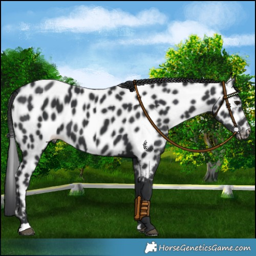 Horse Color:Black Leopard 