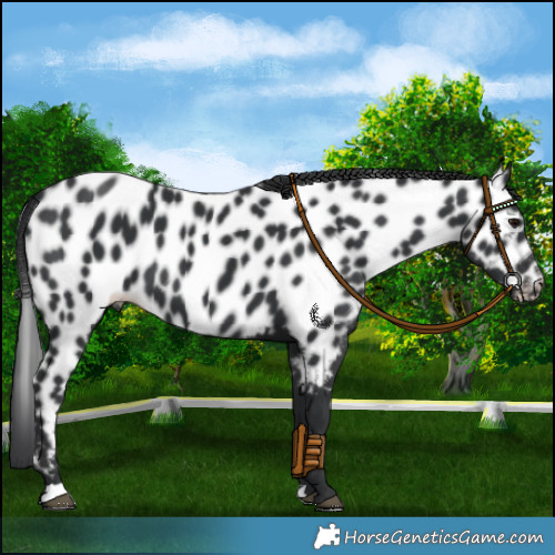 Horse Color:Black Appaloosa