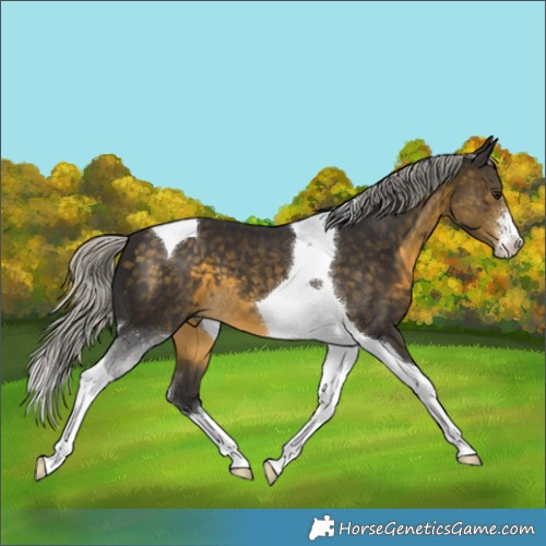 Horse Color:Silver Buckskin Sabino Tobiano 
