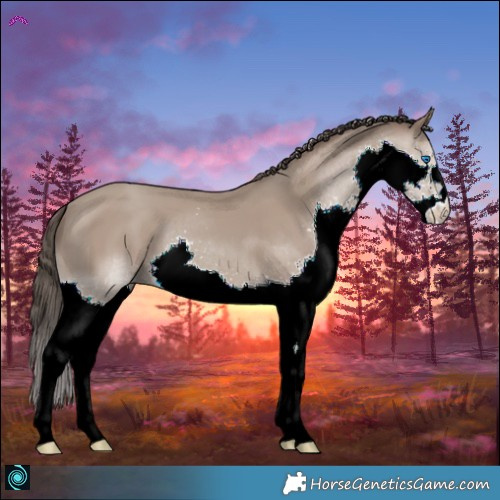 Horse Color:Classic Champagne Splash
