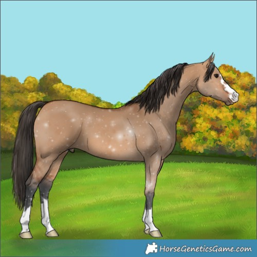 Horse Color:Bay Dun 