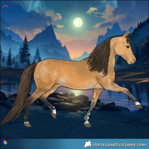 Horse Color:Buckskin 
