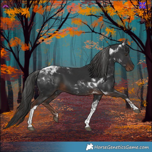 Horse Color:Liver Chestnut Tobiano 