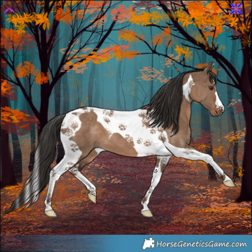 Horse Color:Liver Red Dun Tobiano