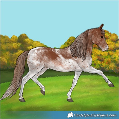 Horse Color:White Spotted Chestnut Tobiano 