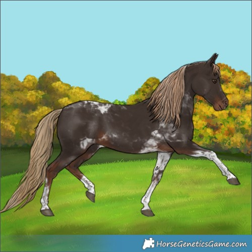 Horse Color:Liver Chestnut Tobiano 