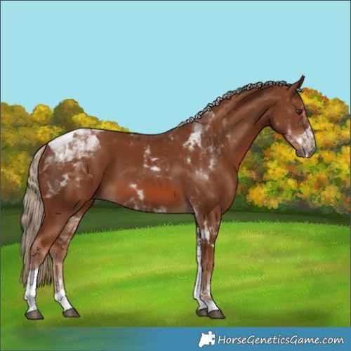 Horse Color:Chestnut Tobiano 