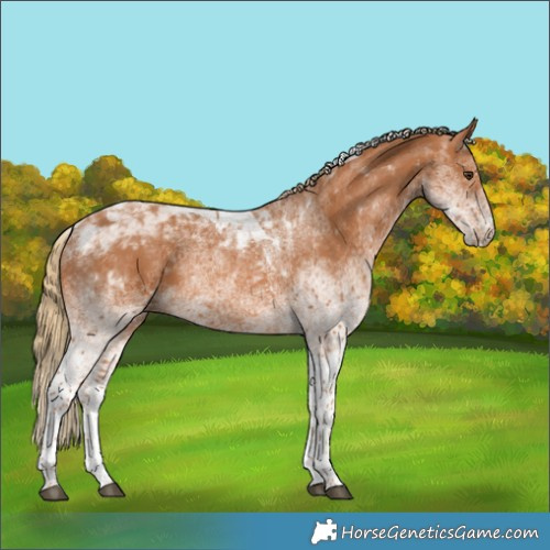 Horse Color:White Spotted Chestnut Tobiano 