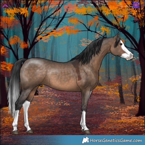 Horse Color:Brown Dun Splash Rabicano 