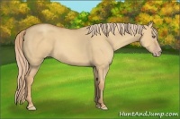 Horse Color:Gold Champagne Dun