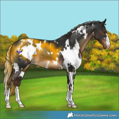 Horse Color:White Spotted Liver Chestnut Appaloosa 