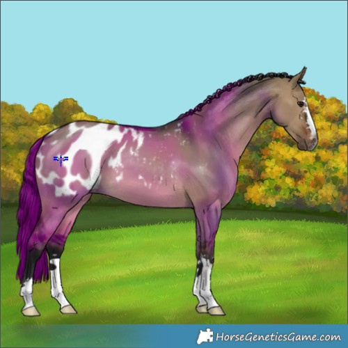 Horse Color:Gray Bay Dun Appaloosa 