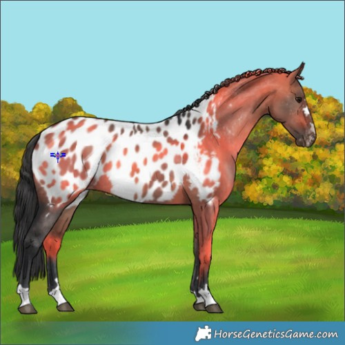 Horse Color:Brown Dun Appaloosa 