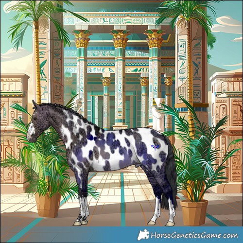 Horse Color:Brown Ice Dun Near Leopard 