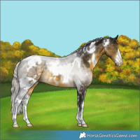 Horse Color:White Spotted Silver Buckskin 