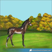 Horse Color:White Spotted Brown Tobiano Rabicano 