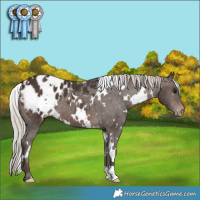 Horse Color:White Spotted Silver Brown Appaloosa 