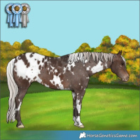 Horse Color:White Spotted Silver Brown Appaloosa