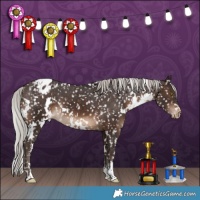 Horse Color:White Spotted Silver Brown Appaloosa