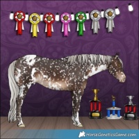 Horse Color:White Spotted Silver Brown Appaloosa