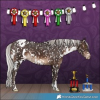 Horse Color:White Spotted Silver Brown Appaloosa 