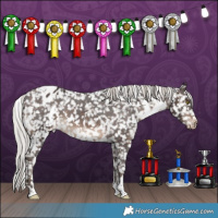 Horse Color:White Spotted Silver Brown Appaloosa 
