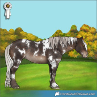 Horse Color:White Spotted Silver Brown Varnish Rabicano 