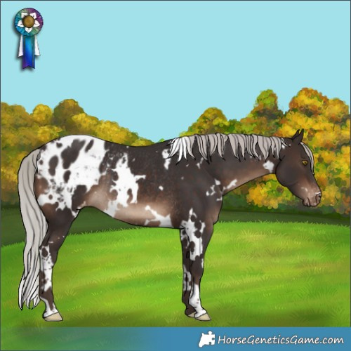 Horse Color:White Spotted Silver Brown Blanket Rabicano 