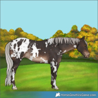 Horse Color:White Spotted Silver Brown Appaloosa Rabicano