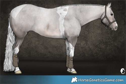 Horse Color:Platinum Silver Buckskin Tobiano 