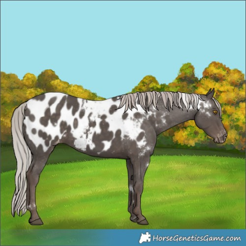 Horse Color:White Spotted Silver Black Blanket 
