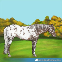 Horse Color:White Spotted Silver Black Appaloosa Rabicano 