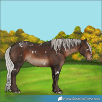 Horse Color:White Spotted Silver Brown Appaloosa 