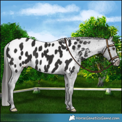Horse Color:Liver Chestnut Blanket 