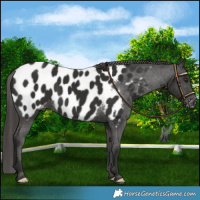 Horse Color:Liver Chestnut Blanket