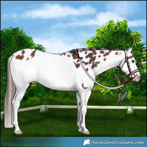 Horse Color:Bay Splash Leopard 