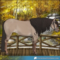 Horse Color:Liver Red Dun Rabicano 