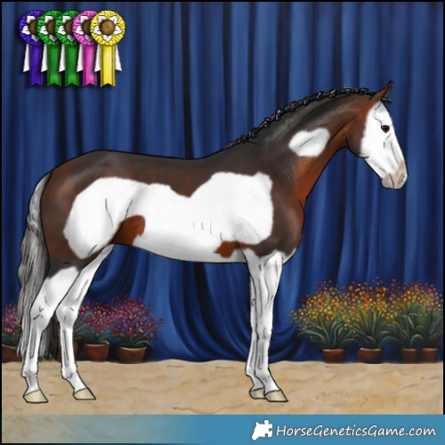 Horse Color:Bay Splash Frame 
