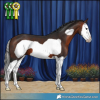 Horse Color:Bay Splash Frame 