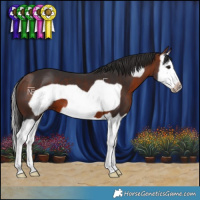 Horse Color:Bay Splash Frame 