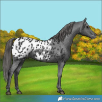Horse Color:Black Appaloosa 