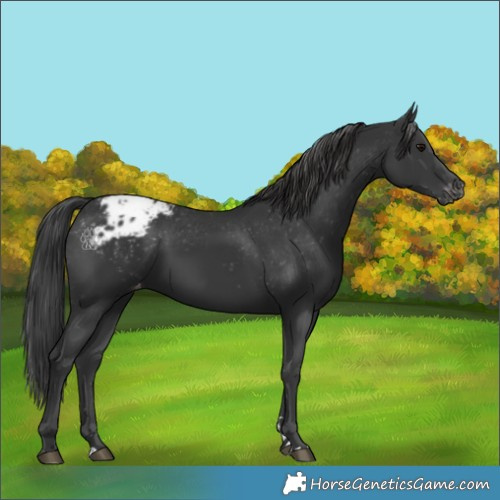 Horse Color:Black Appaloosa 