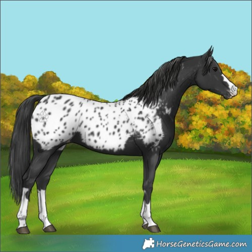 Horse Color:Black Appaloosa 