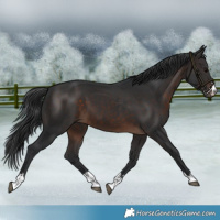 Horse Color:Brown 